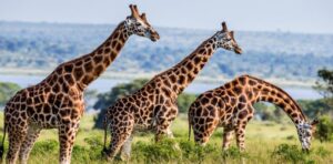Uganda Safari Tours at a Glance