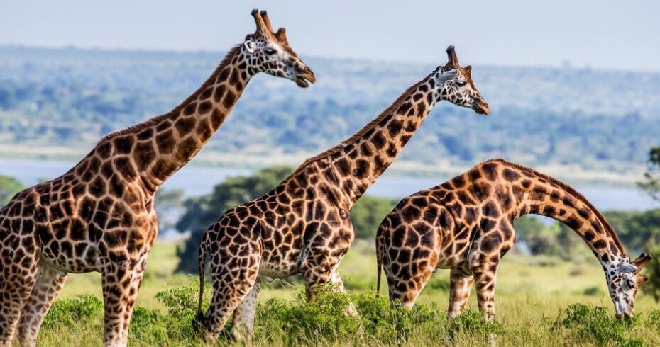 Wildlife in Murchison Falls National Park: 10 Incredible Animals You Must See on a Uganda Safari