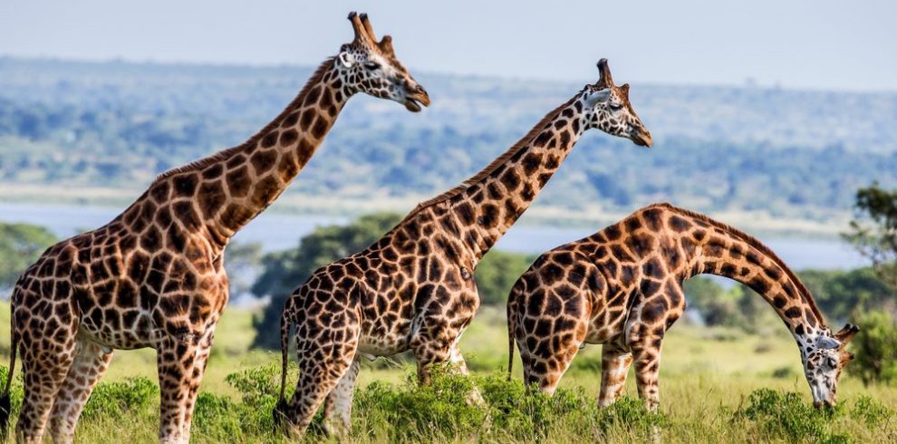 Big 5 savannah in Murchison Falls National Park