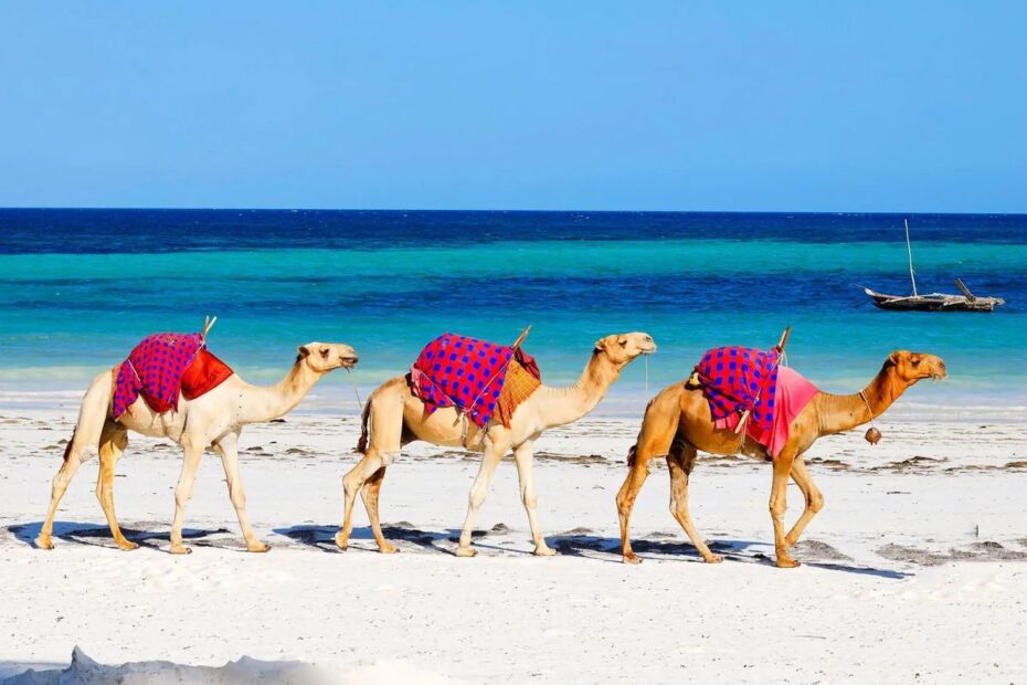 12 Best Beaches in Kenya: Diani, Watamu, Malindi and Lamu Best beaches in Kenya: camels walking along the white sand of Diani Beach with a dhow offshore