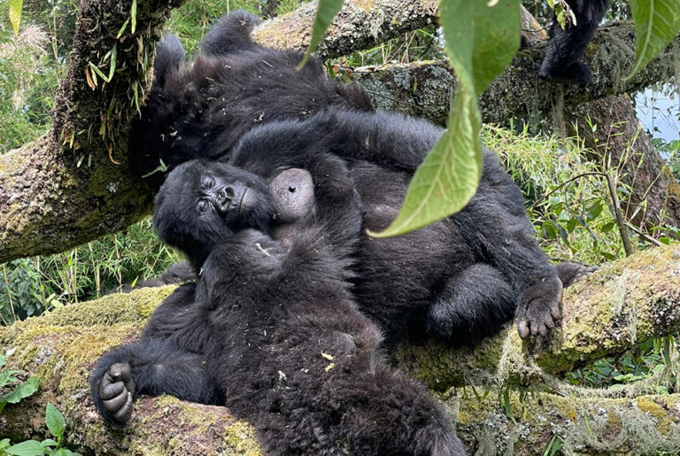 Embark on the Ultimate Uganda Safari: Gorilla Treks, Big Five Wildlife, and Vibrant Cultural Experiences