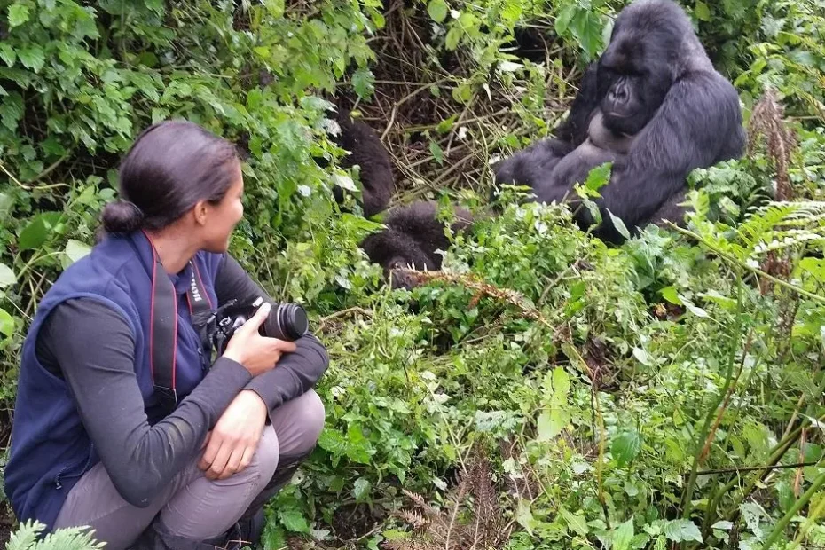 10 Best Gorilla Trekking Tours in Africa (2026/2027)