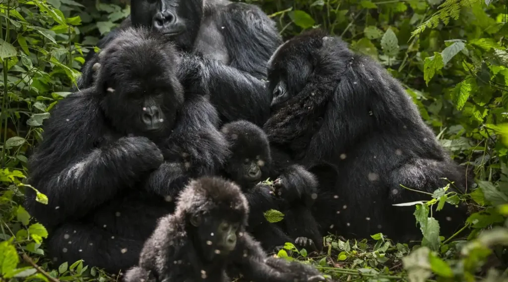 Gorilla Trekking Uganda A mountain gorilla family resting during a gorilla trekking Uganda encounter