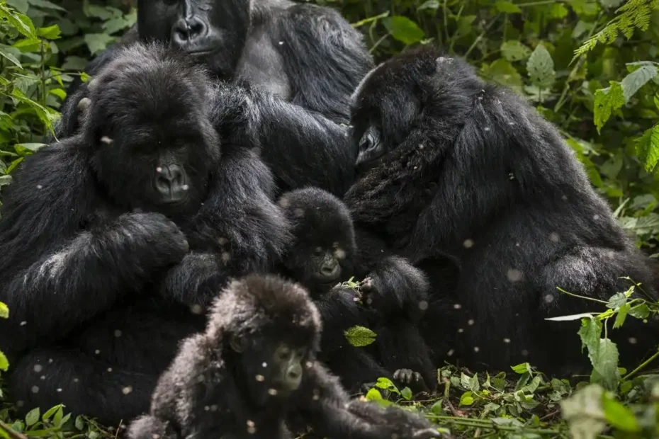 Ultimate Guide to Gorilla Tracking in Uganda: Tips, Safety, and Experiences 2026! Ultimate Guide to Gorilla Tracking in Uganda: Tips, Safety, and Experiences 2026!