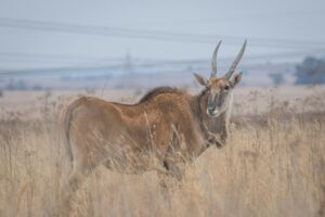 Common Eland