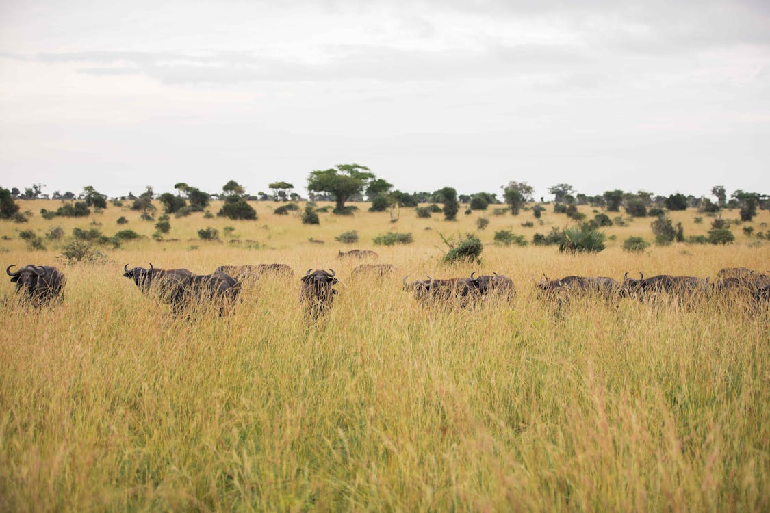 Herd of Cape buffalo, one of the Big 5, in Uganda
