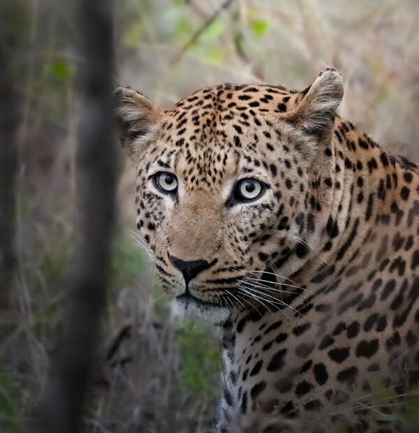 The Ultimate Best Uganda Tours Guide: Step-by-Step Safari Planning for 2026–2027