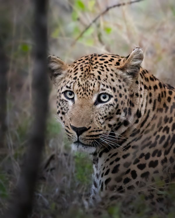 Southern Africa Tours: 4 Amazing Countries for the Best Safari Adventure Leopard on a South Africa safari, part of Southern Africa tours