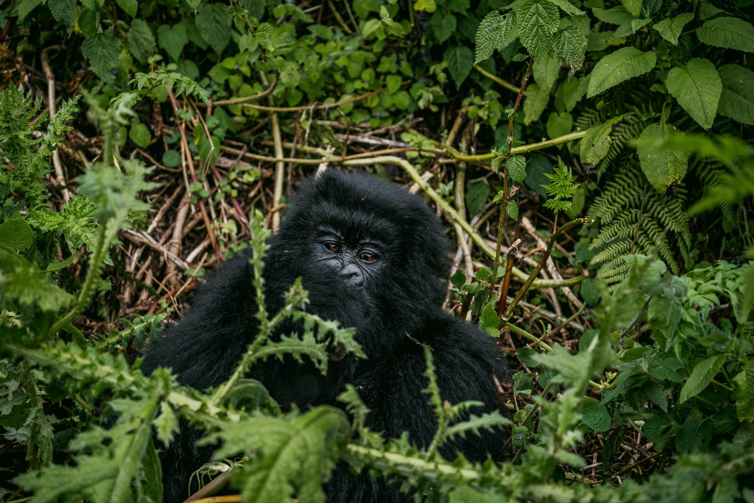 Track Gorillas in Uganda: Direct Flights Make It Easier Than Ever Track Gorillas in Uganda
