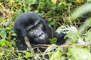 Uganda Safari Activities: The Complete Guide to 17 Top Spots