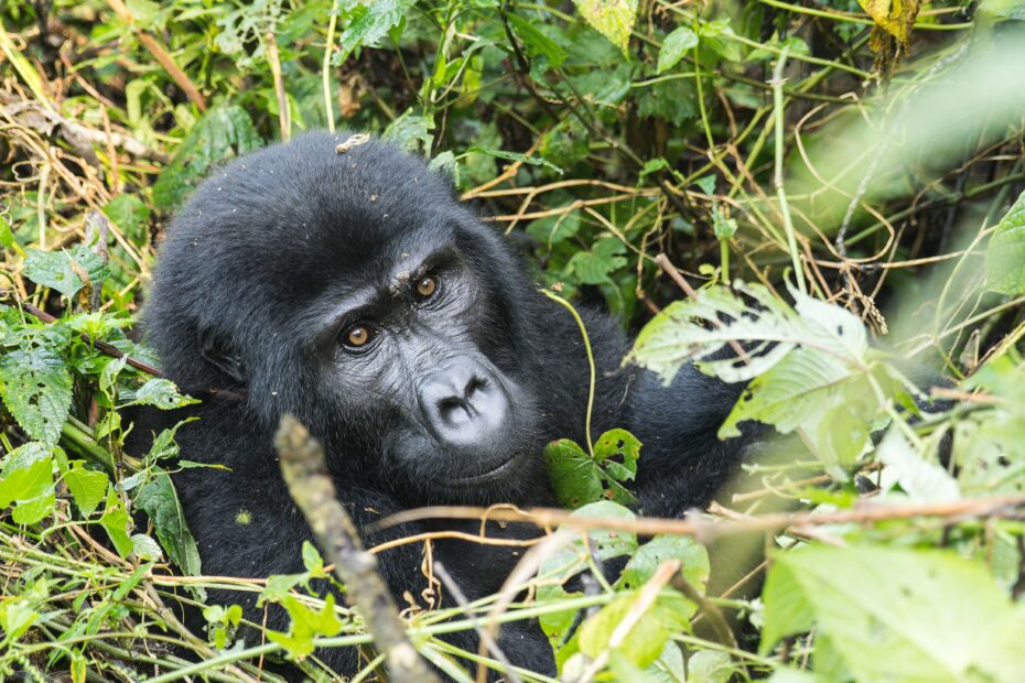 Uganda Safari and Seychelles Holiday: The Ultimate Combo Trip Rwanda Gorilla and Dian Fossey Safari