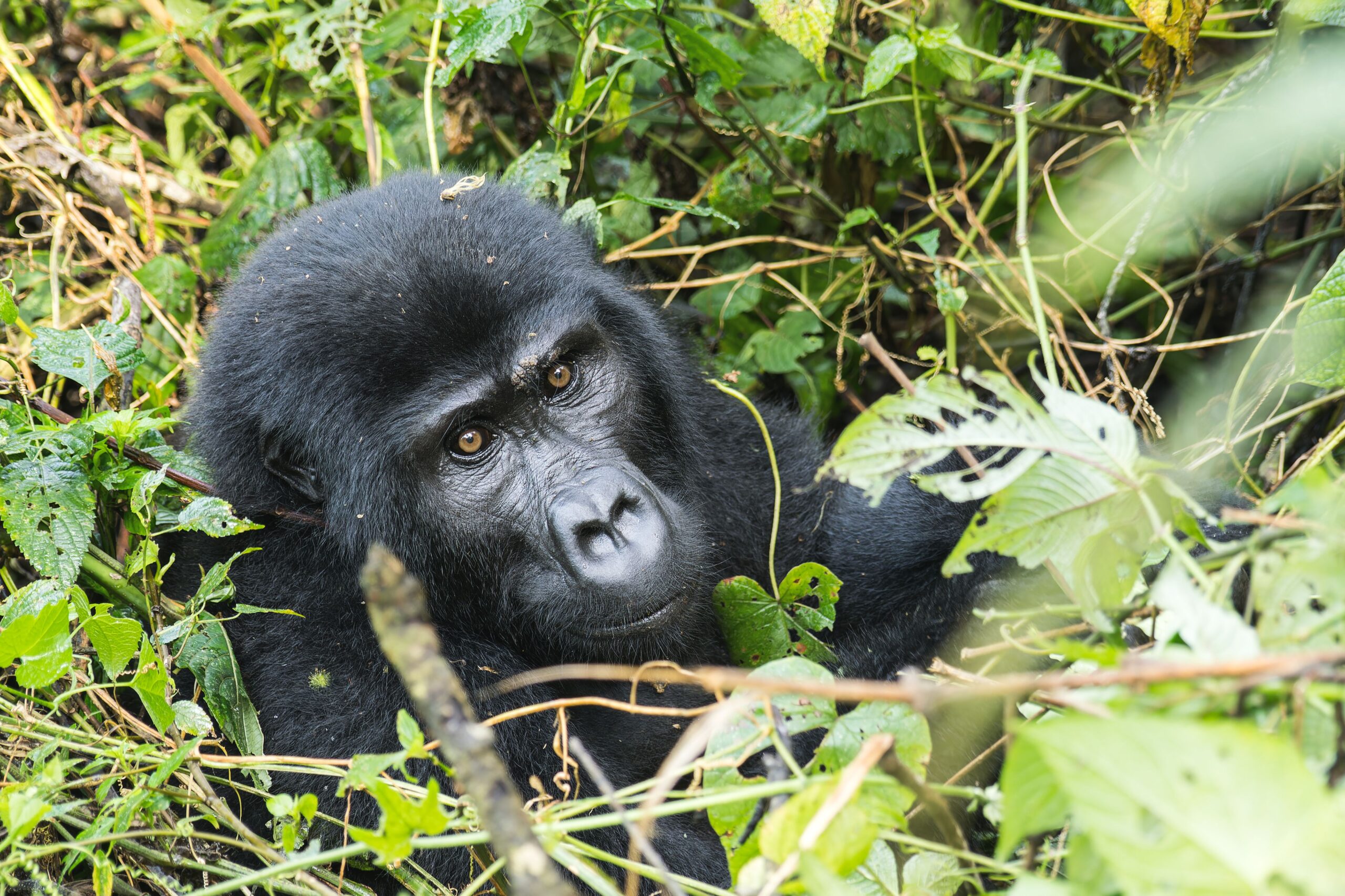 Gorilla Trekking Permits in Uganda and Rwanda: Ultimate Guide Gorilla Trekking Permits in Uganda and Rwanda
