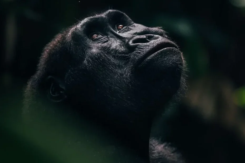 Gorilla vs Chimpanzee: Key Differences and Where to See Both Gorilla vs chimpanzee: a gorilla looking up in the forest
