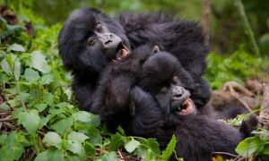 Uganda Gorilla Safaris for East Africans