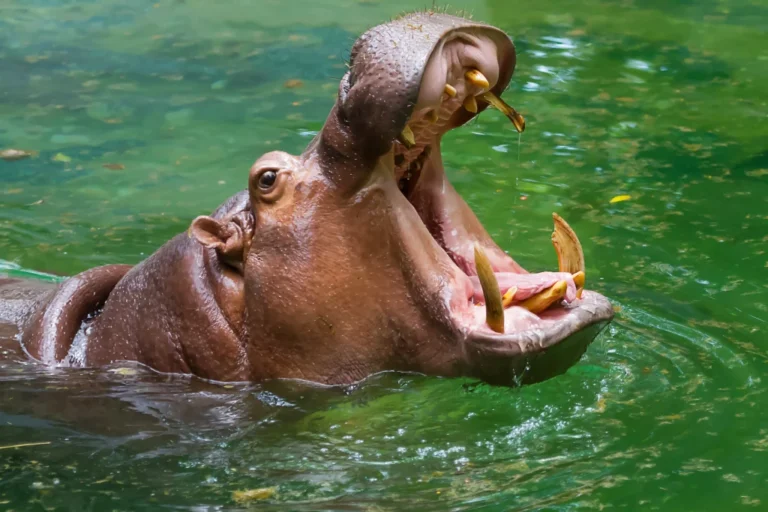 Uganda Photography Safari: 10 Shots of a Lifetime and Where to Get Them Hippo yawning with its mouth wide open in the Kazinga Channel