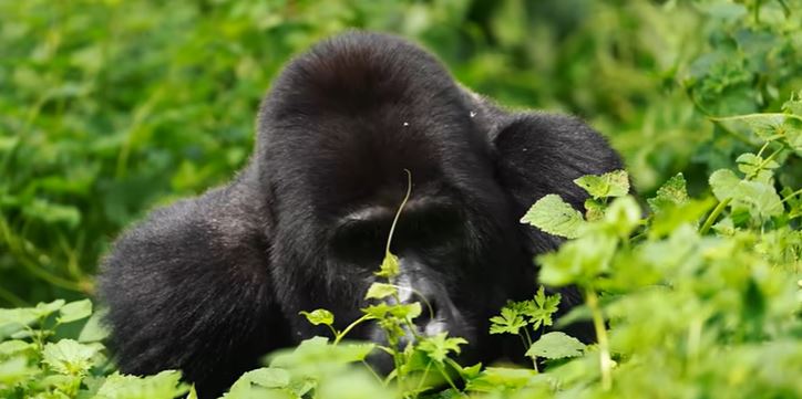 Uganda Gorilla Trekking Rules for a Safe Safari: 10 Must-Follow Guidelines