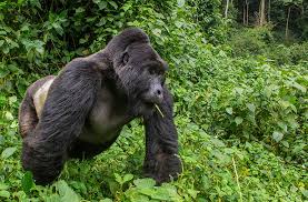 Gorilla trekking Uganda
