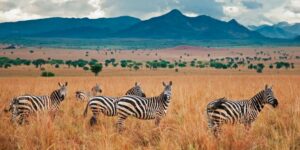 Uganda Wildlife Safaris and Game Drives: 17 Epic Destinations