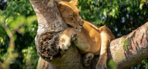 Queen Elizabeth National Park Uganda