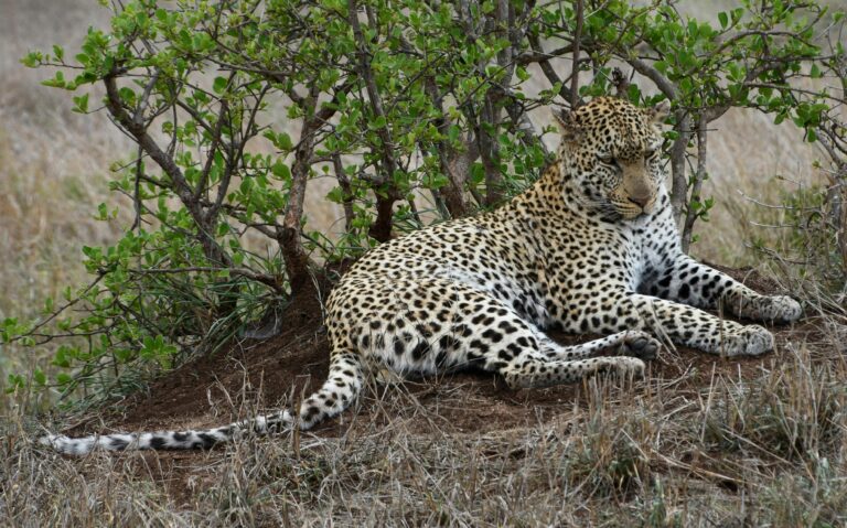 Uganda Photography Safari: 10 Shots of a Lifetime and Where to Get Them Leopard resting under a bush on the savanna