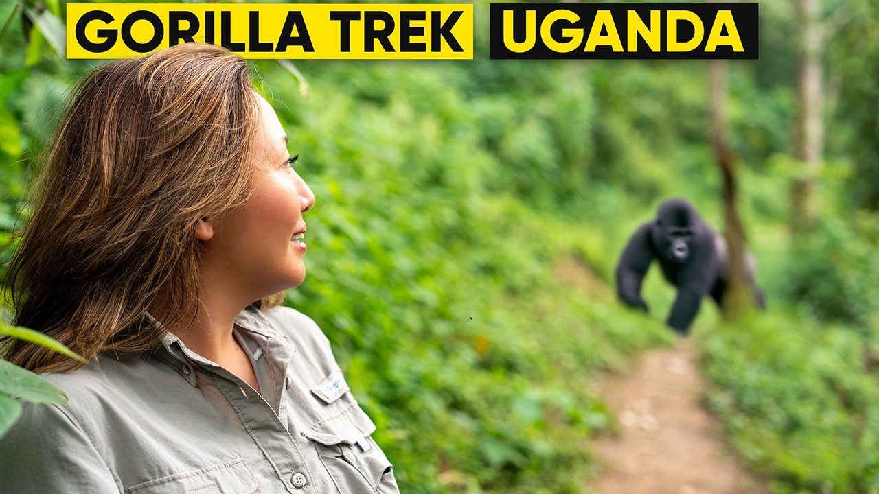 Gorilla and Lion Safari in Uganda and Rwanda: The Best 10-Day Wildlife Adventure Mountain gorilla in Bwindi on a gorilla and lion safari in Uganda