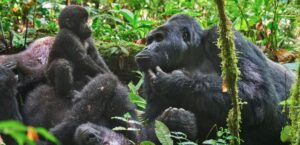 Uganda Gorilla Trekking and Luxury Nile Cruise