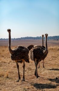 ostriches in kidepo
