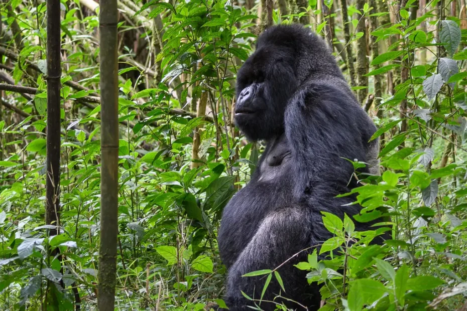 Essential 2026 Guide to Uganda Gorilla Safaris for East Africans. Facts and style!