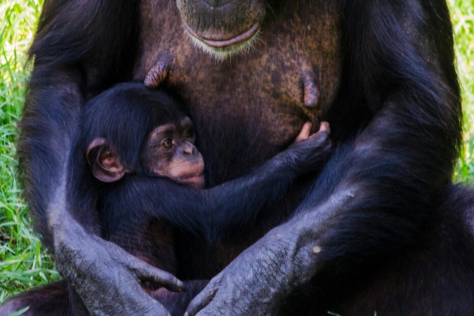 Ultimate Chimpanzee Trekking Uganda Guide 2026 – Discover the Amazing World of Chimps