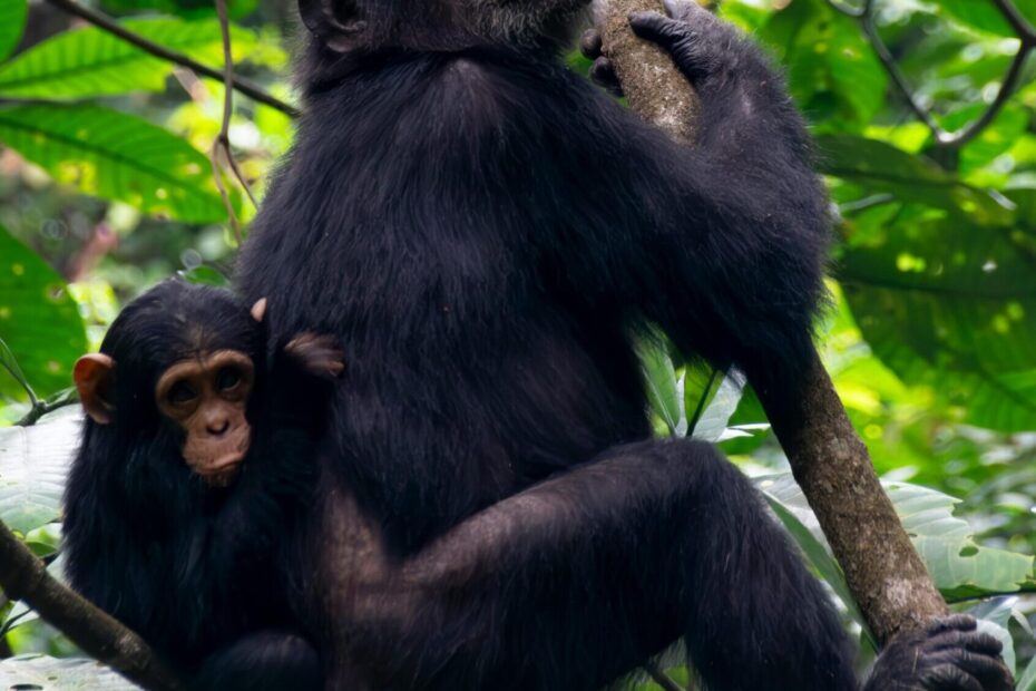 10 Powerful Reasons Why Your 2026 African Safari Vacation Should Be in Uganda