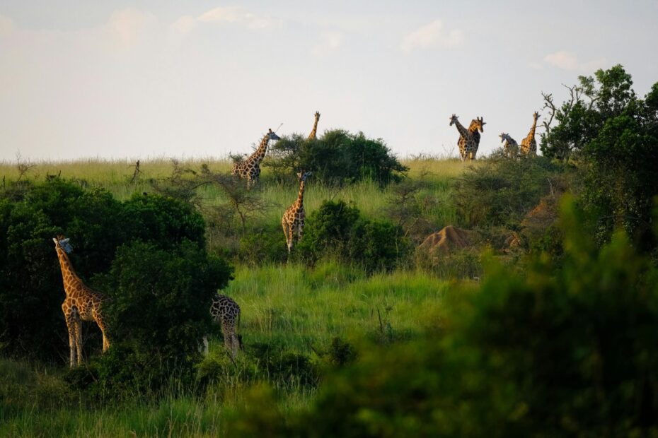 7 Powerful Reasons to Visit Uganda, the Pearl of Africa 7 Powerful Reasons to Visit Uganda, the Pearl of Africa