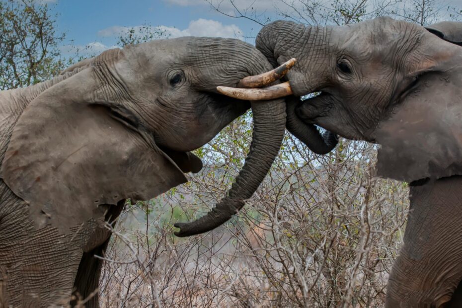 10 Must-Visit National Parks in Tanzania: Magnificent Wildlife and Scenic Wonders