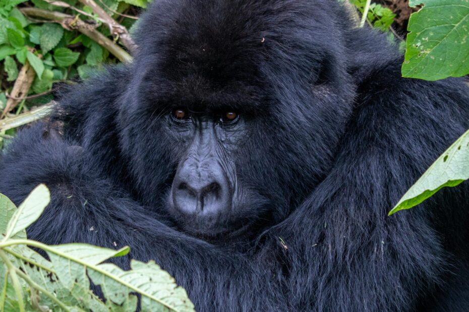 Rwanda Gorilla Safari: A Lifetime Wildlife Adventure for The Next 10 years+