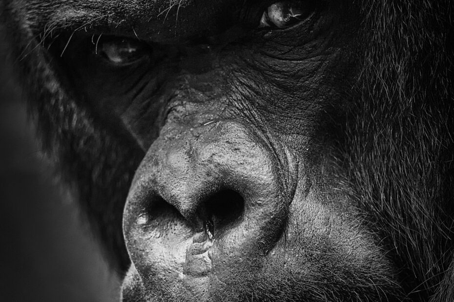 Gorilla Trekking Adventures in Uganda and Rwanda: Your Ultimate Safari Guide 2026