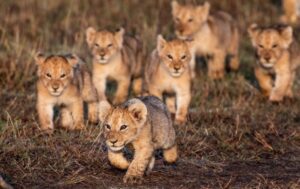 Lions in Africa