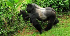 Uganda Gorilla Trekking