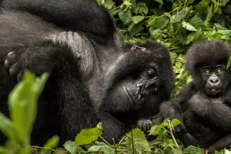 Uganda and Rwanda Gorilla Safaris: 1 Ultimate Guide to Bwindi, Mgahinga & Volcanoes National Parks Uganda and Rwanda Gorilla Safaris: 1 Ultimate Guide to Bwindi, Mgahinga & Volcanoes National Parks
