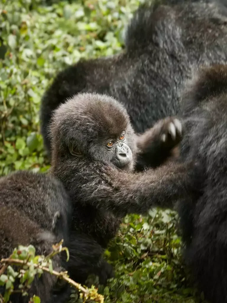 Gorilla Trekking Uganda: Parks, Permits and Tours Gorilla trekking on a 5-day Uganda safari