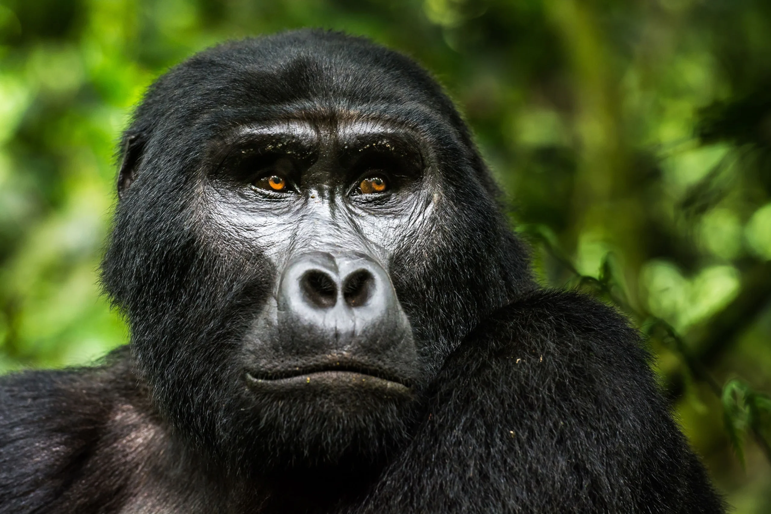 Best Uganda Gorilla Safaris 2026/2027