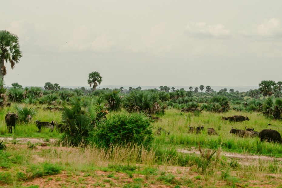 Uganda Wildlife Safaris