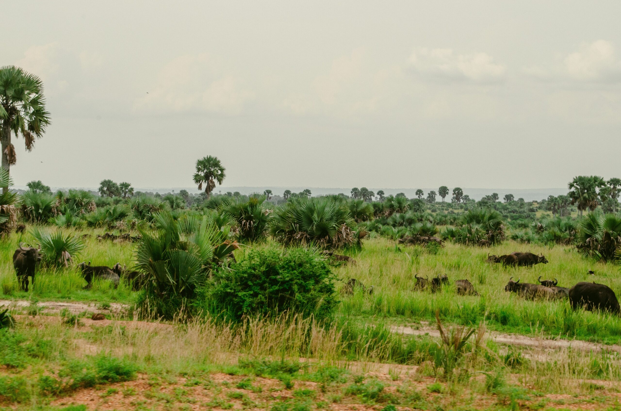 Uganda Wildlife Safaris
