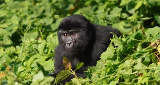 20Astonishing Facts About Mountain Gorilla Conservation in Uganda