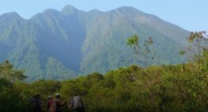 Bwindi gorilla safaris