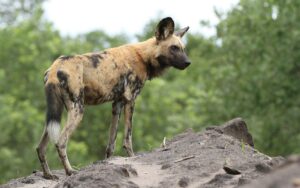 African Wild Dog
