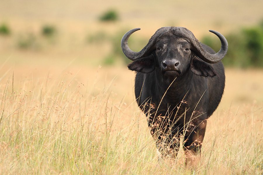 Kidepo National Park: 7 Amazing Things to Do in Uganda’s Wildest Safari Park Kidepo National Park landscape in the Karamoja region