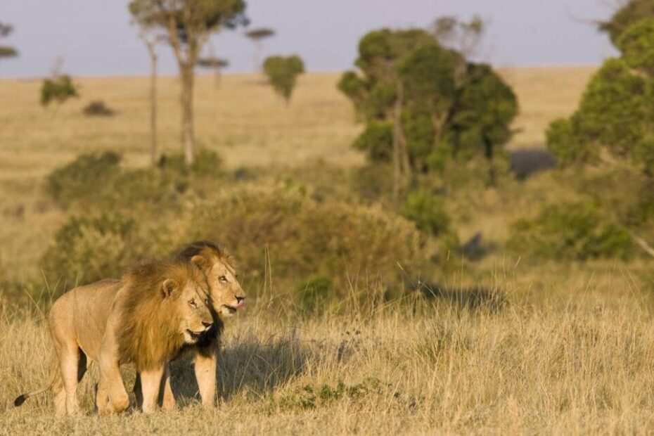 Ultimate Uganda Adventure Tours: Explore Uganda's Top 40 Attractions