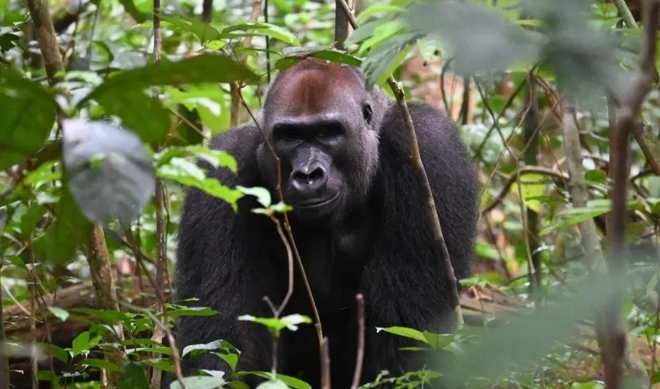 Sustainable Tourism Safaris in Uganda: Travel with Great Purpose 2026/2027