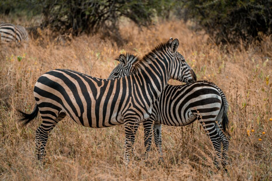 Uganda Safari from Kampala: 10 Destinations, Drive Times and Trip Planning Guide
