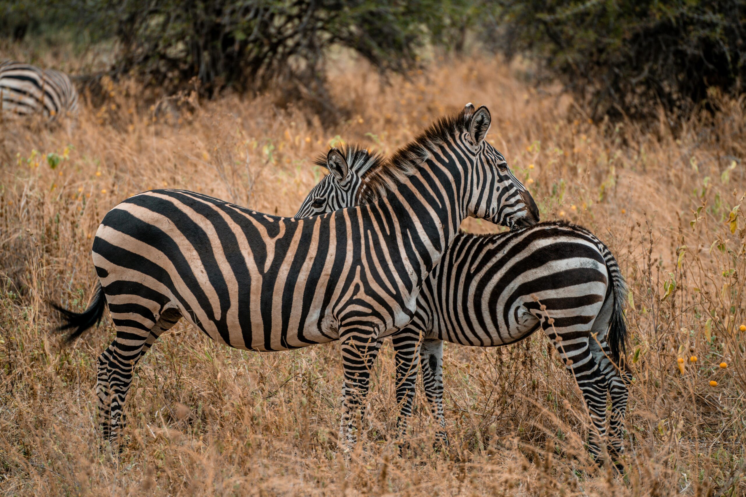 4-Day Lake Mburo And Bwindi Gorilla Safari Lake Mburo and Bwindi gorilla safari