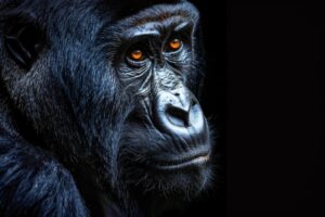 Uganda Gorilla Honeymoon Safari
